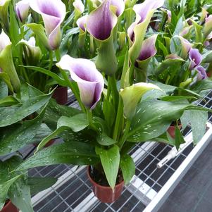 Calla 'Miro®'