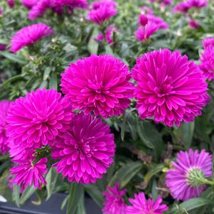 Aster novi-belgii 'Showmakers® Pretty Pink'