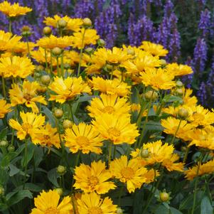 Coreopsis 'Jethro Tull'