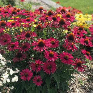 Echinacea 'KISMET® Raspberry'