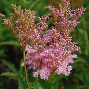 Filipendula rubra 'Venusta'