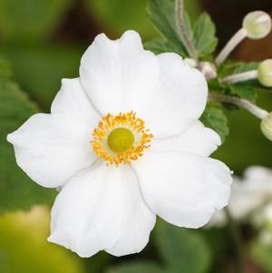 Anemone 'Honorine Jobert'