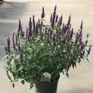 Agastache rugosa 'Little Adder'