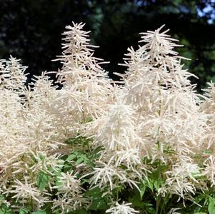 Aruncus dioicus (sylvester)