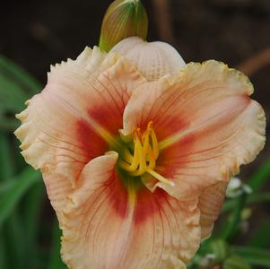 Hemerocallis 'Siloam French Doll'