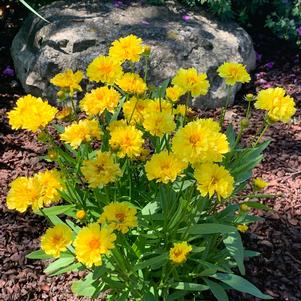 Coreopsis 'Leading Lady Charlize'