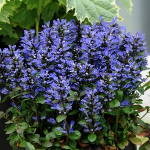 Ajuga reptans 'Blueberry Muffin'