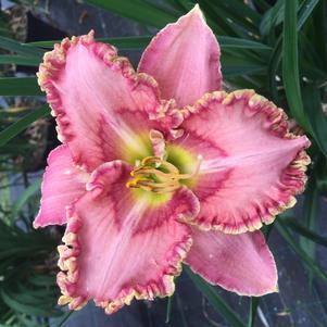 Hemerocallis 'Princess Tutu'