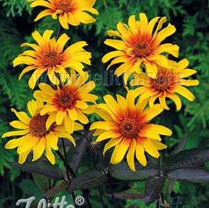 Heliopsis helianthoides var. scabra 'Burning Hearts'