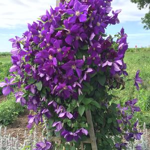 Clematis 'Jackmanii'