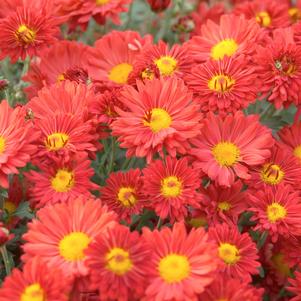 Chrysanthemum 'Mammoth™ Dark Bronze Daisy'