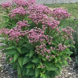 Eupatorium purpureum 'Euphoria™ Ruby'