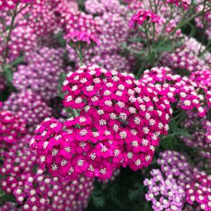 Achillea millefolium 'New Vintage™ Violet'