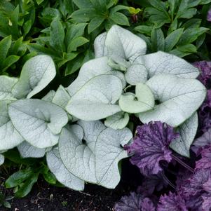 Brunnera 'Alexandria'