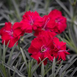 Dianthus 'Mountain Frost™ Red Garnet'