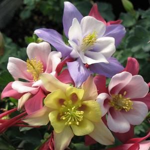 Aquilegia caerulea 'Origami Mix'