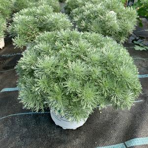 Artemisia schmidtiana 'Silver Mound'