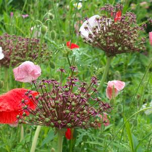 Allium 'Atropurpureum'