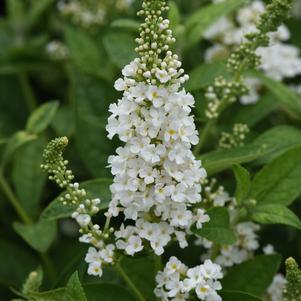 Buddleia 'Chrysalis™ White'