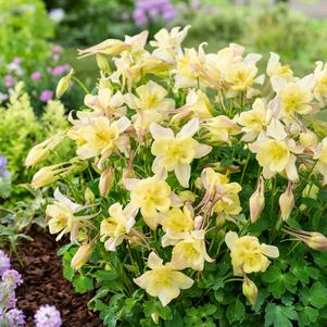 Aquilegia 'Earlybird™ Yellow'