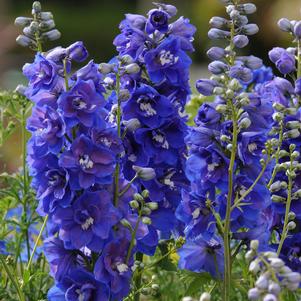 Delphinium elatum 'Dasante Blue'