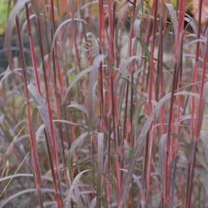 Andropogon gerardii 'Holy Smoke'