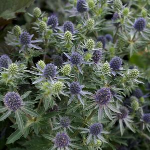 Eryngium planum 'Blue Hobbit'