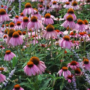 Echinacea purpurea 'Ruby Star'