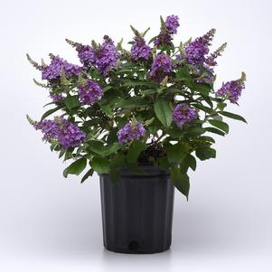 Buddleia 'Chrysalis™ Blue'