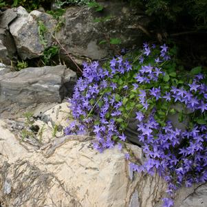 Campanula poscharskyana 'Blue Waterfall'