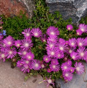 Delosperma 'Table Mountain'