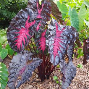 Elephant Ears Colocasia 'Redemption'