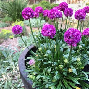 Armeria 'Dreameria® Vivid Dreams'