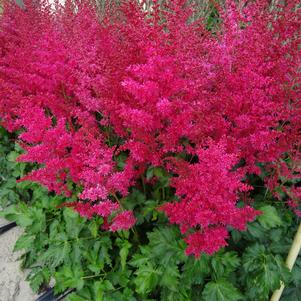 Astilbe 'Music™ Heavy Metal®'