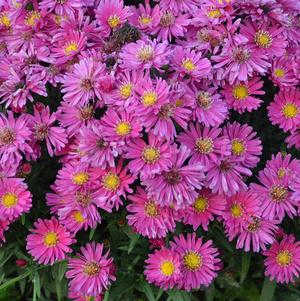 Aster 'Kickin® Carmine Red'