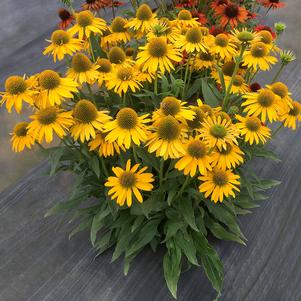 Echinacea 'KISMET®Yellow'