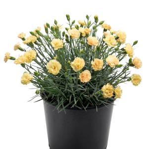 Dianthus 'Hello Yellow'