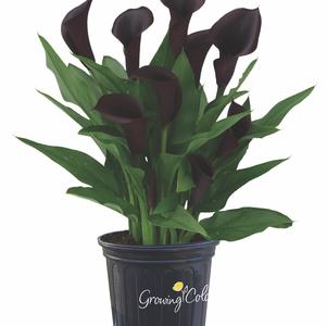 Calla 'Dallas®'