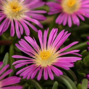 Delosperma 'Delmara™ Pink'