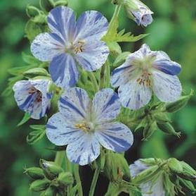 Geranium pratense 'Delft Blue'