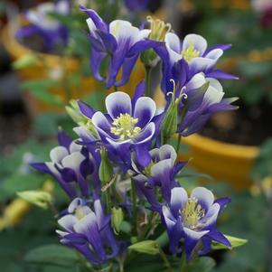 Aquilegia vulgaris 'Winky Blue and White'