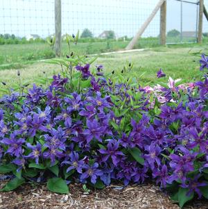 Clematis 'Sapphire Indigo™'