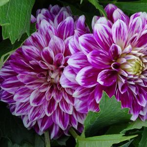 Dahlia 'GoGo Two Tone Purple/White'