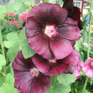 Alcea rosea 'Spotlight™ Blacknight'