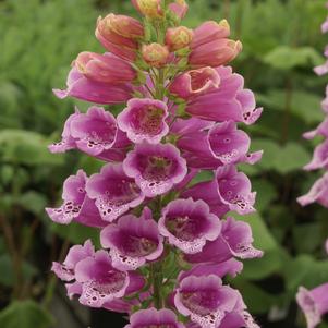 Digitalis purpurea 'Candy Mountain'