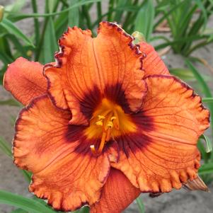 Hemerocallis 'Blaze of Glory'