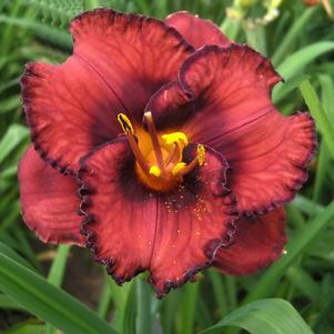 Hemerocallis 'Berrylicious'