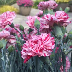 Dianthus 'Devon Cottage™ Pinball Wizard'