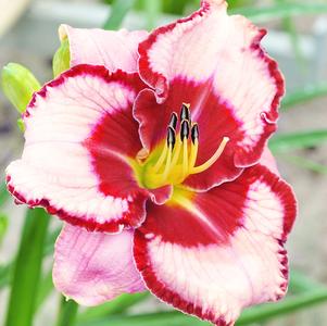 Hemerocallis 'Lies and Lipstick'