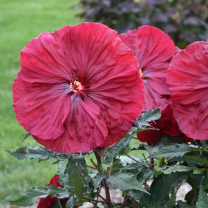 Hibiscus 'Blackberry Merlot'